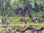 Reindeer (domesticated caribou)